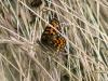 Melitaea athalia celadussa